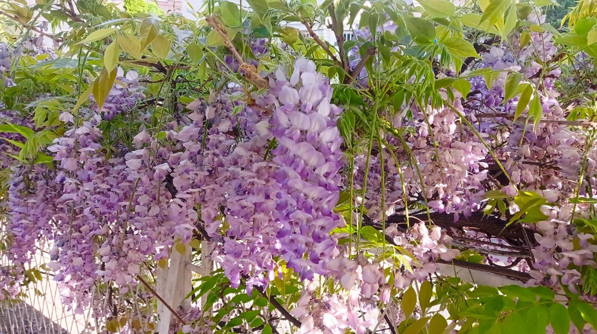 Belgrade Apartment Happy Garden Esterno foto