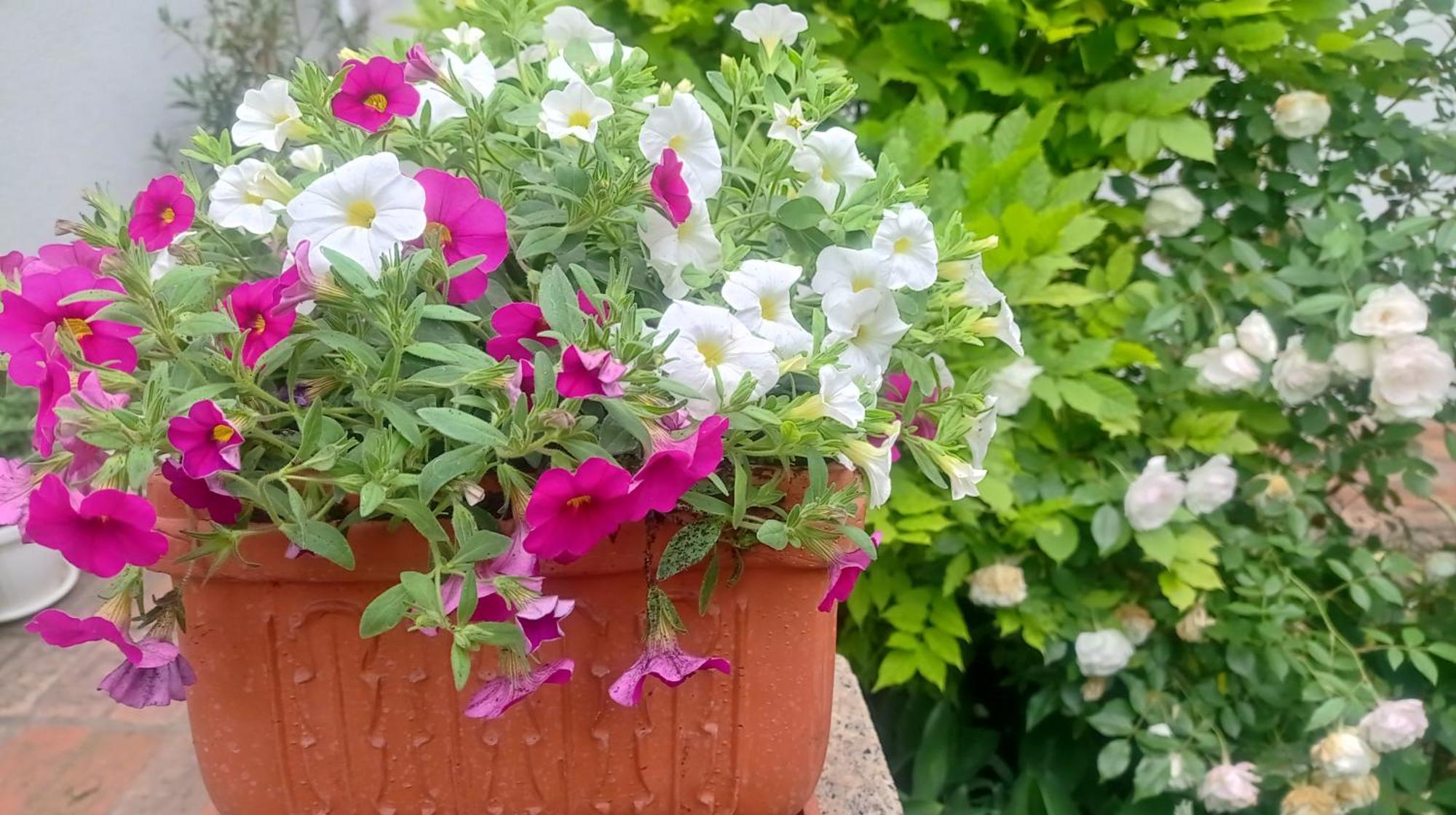 Belgrade Apartment Happy Garden Esterno foto